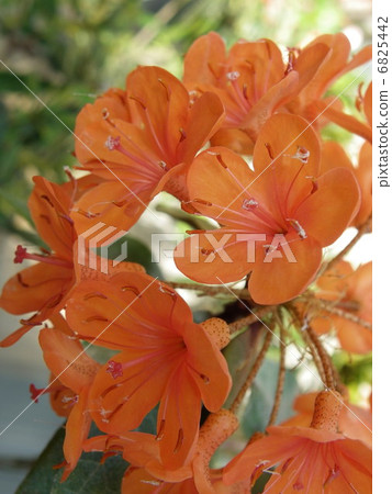 Roddendron / Farakinum Roddendron / Farakinum 6825442