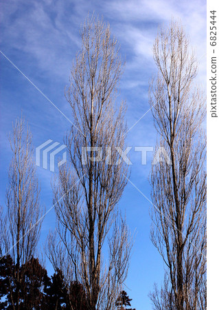 Blue sky and trees Blue sky and trees 6825444