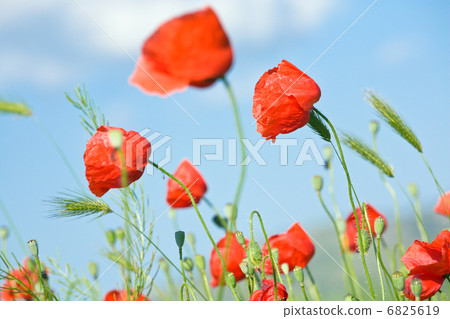 Beautiful summer field. Beautiful summer field. 6825619