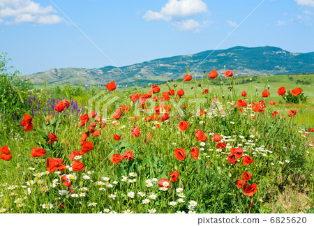 Beautiful summer mountain landscape with flowers . Beautiful summer mountain landscape with flowers . 6825620