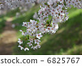 Cherry blossoms of Fujita River 6825767