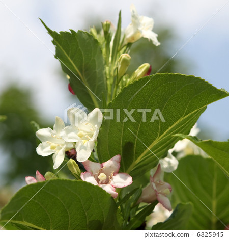 Deutzia gracilis 6825945