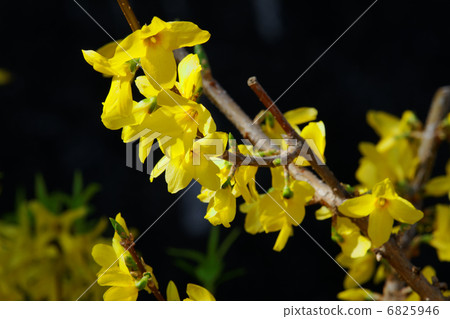 Yellow Forsythia Flower on the promenade along the Sumida River 6825946