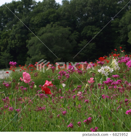 Hinagi和Musi Trinadesico 6825952