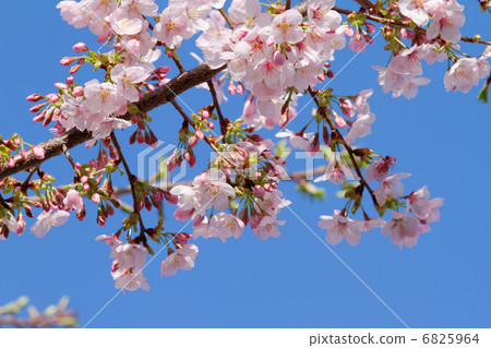 Pink cherry blossoms and buds that began to bloom along the Tokyo Metropolitan Electric 6825964
