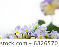 Hinasou flowers, pansies back Hinasou flowers, pansies back 6826570