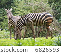 斑馬和斑馬 6826593