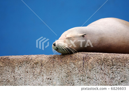 加州海獅 6826603