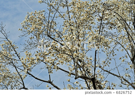 Tree · Kobushi Magnolia family Tree · Kobushi Magnolia family 6826752