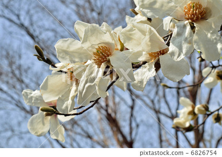 Tree · Kobushi Magnolia family Tree · Kobushi Magnolia family 6826754