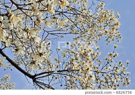 Tree · Kobushi Magnolia family Tree · Kobushi Magnolia family 6826756