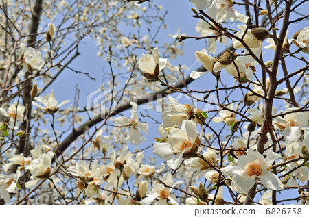 Tree · Kobushi Magnolia family Tree · Kobushi Magnolia family 6826758