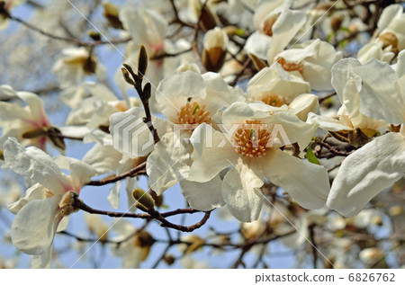 Tree · Kobushi Magnolia family Tree · Kobushi Magnolia family 6826762