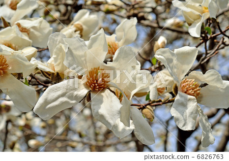 Tree · Kobushi Magnolia family Tree · Kobushi Magnolia family 6826763