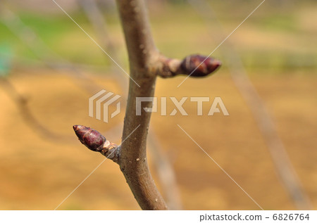 Tree · Handkerchief tree Bud mite 6826764