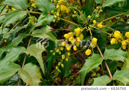 Tree · Heilaginanten Megumi 6826768