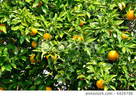 Tree · Japanese matsukami family 6826786