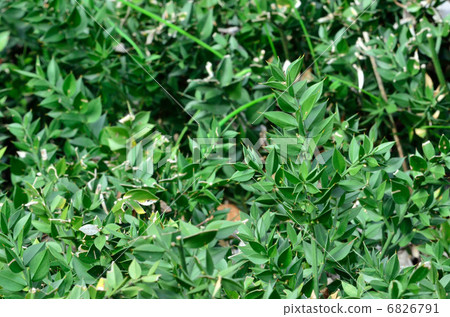 plant. Nagiyakada Urui 6826791