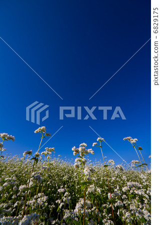 Buckwheat fields of Nara Kasa Buckwheat fields of Nara Kasa 6829175