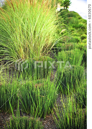 Unique dry garden with cut stippers 6830670