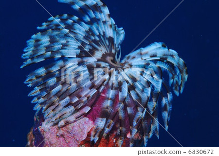 Underwater plants 6830672