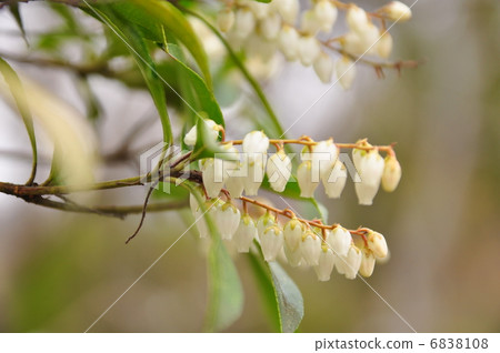 Caterpillar flowers 6838108