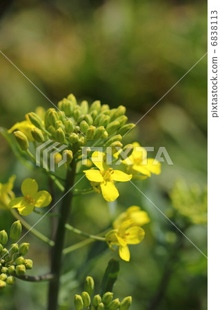 強姦開花 強姦開花 6838113