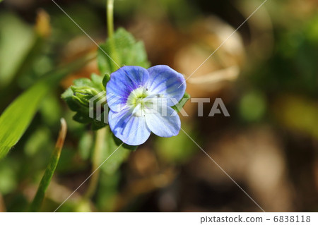 波斯Speedwell 波斯Speedwell 6838118