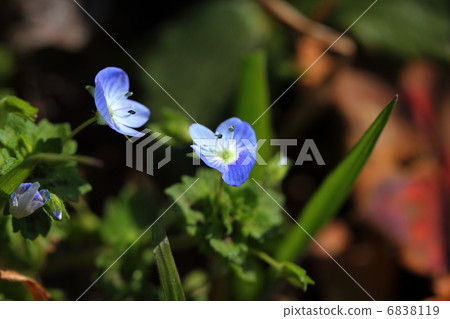 波斯Speedwell 6838119