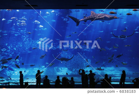 美麗海水族館沖繩 美麗海水族館沖繩 6838183
