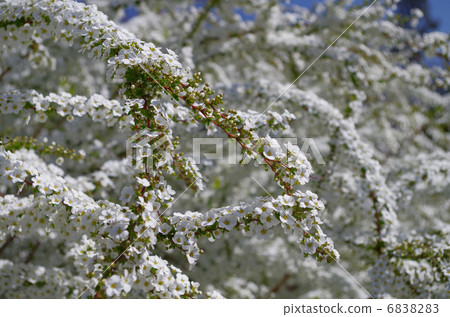 Yukiyanagi（Yukiyanagi） 6838283