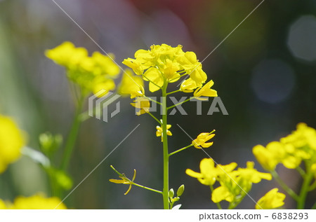 Rape blossoms 6838293