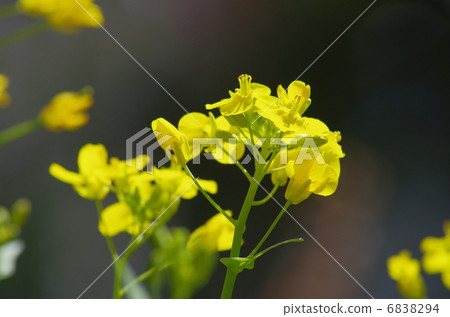 Rape blossoms 6838294