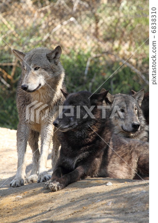 Shinlin Wolf Shinlin Wolf 6838310