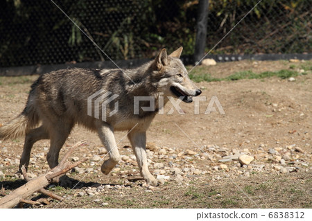 Shinlin Wolf Shinlin Wolf 6838312
