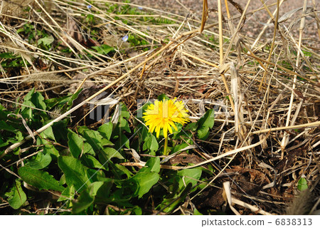Cottonweed Cottonweed 6838313