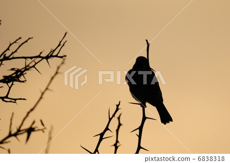 Sparrow (silhouette) Sparrow (silhouette) 6838318