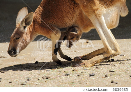 紅色袋鼠的嬰孩 6839685