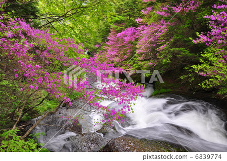 Waterfall and azalea Waterfall and azalea 6839774