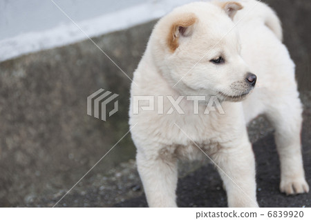 白色的小狗 6839920
