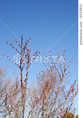 Buds of Hanazu Ow 6839925