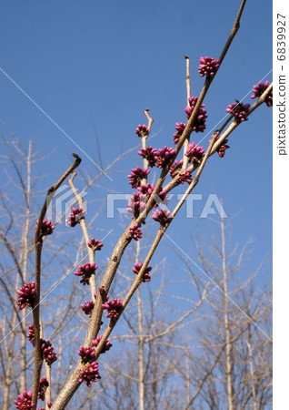 Buds of Hanazu Ow 6839927