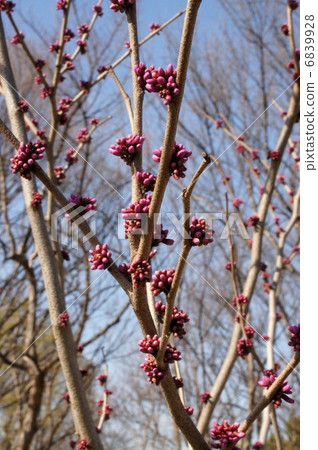 Buds of Hanazu Ow 6839928