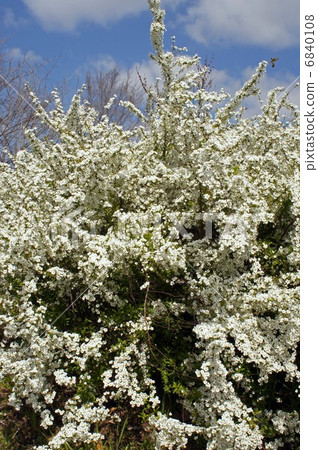 雪花盛開 6840108