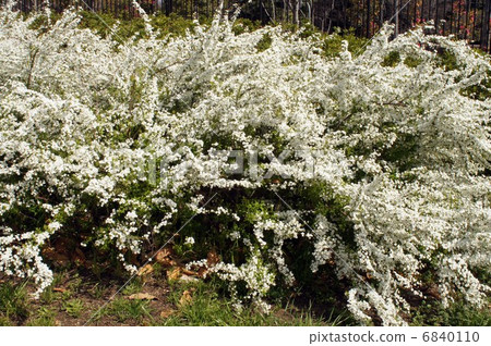 雪花盛開 6840110