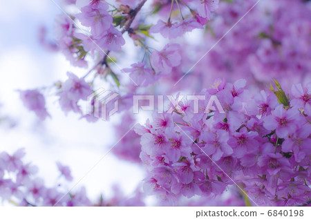 櫻花 櫻花 6840198