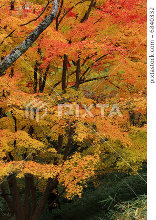 Autumnal leaves forest Autumnal leaves forest 6840332