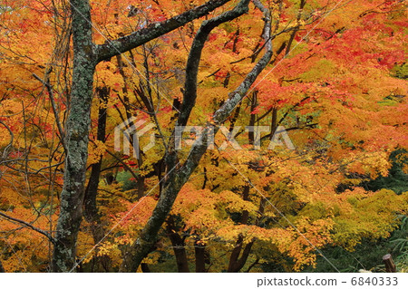 Autumnal leaves forest 6840333