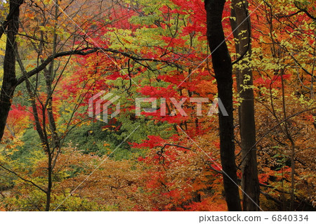Autumnal leaves forest Autumnal leaves forest 6840334