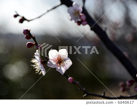 梅花 梅花 6840617